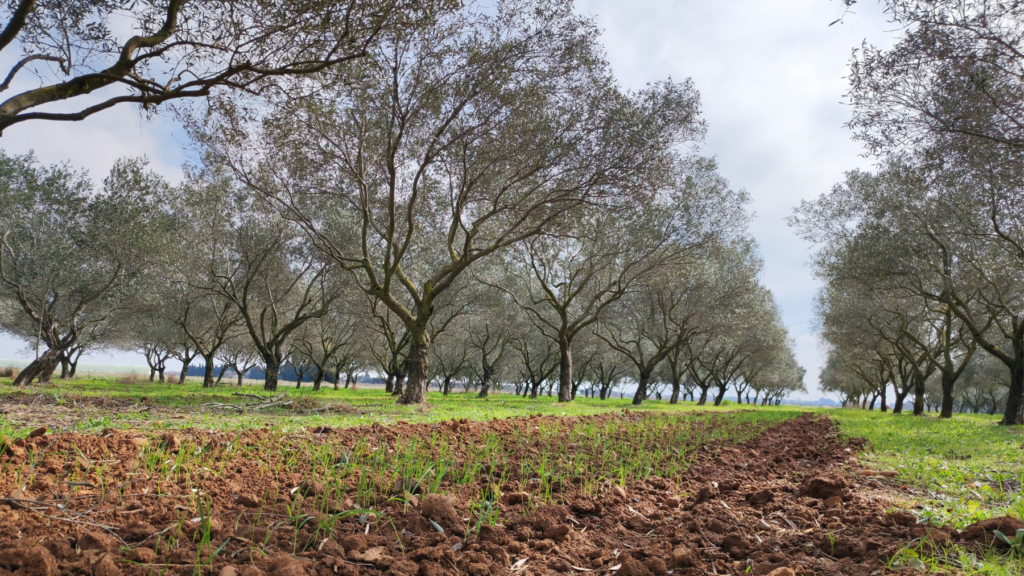 Agroforestry - Nicolas Barbault