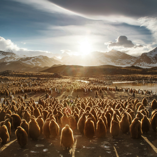 Juvenile penguins - c.Ian Parker
