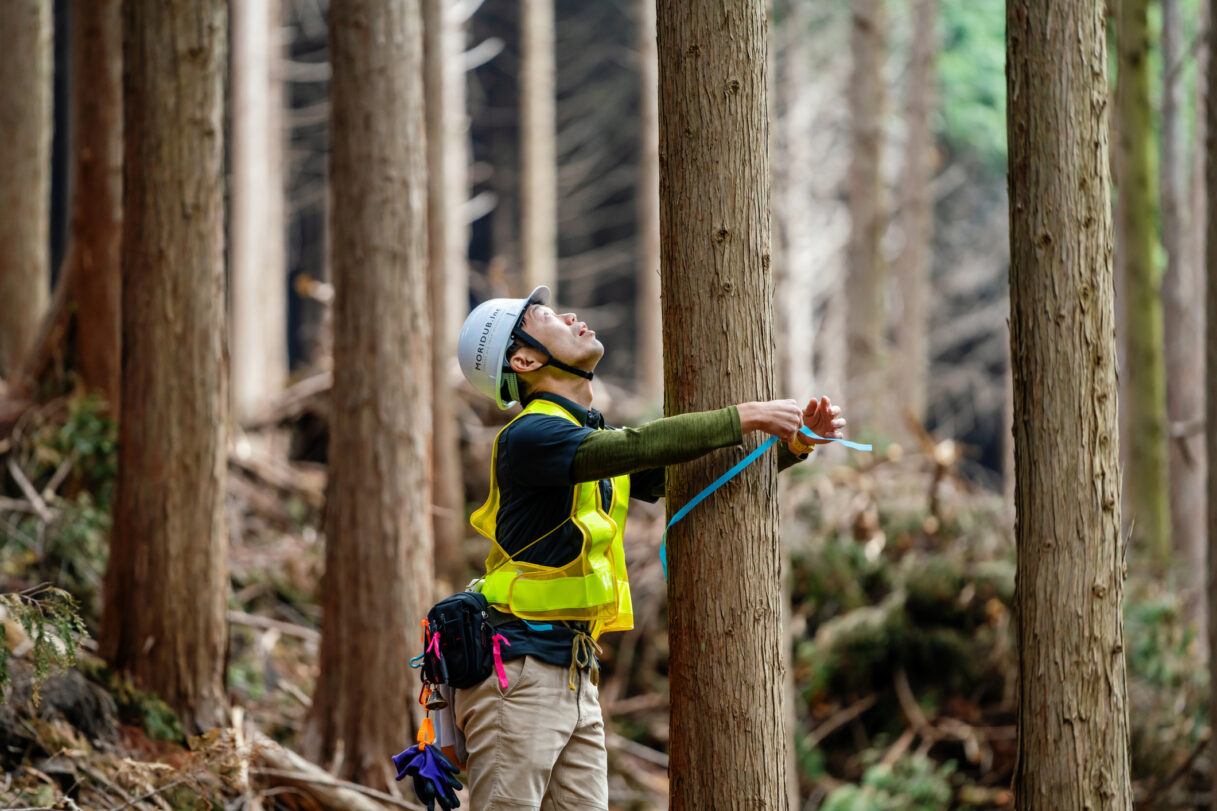 Forestry worker measuring and marking trees