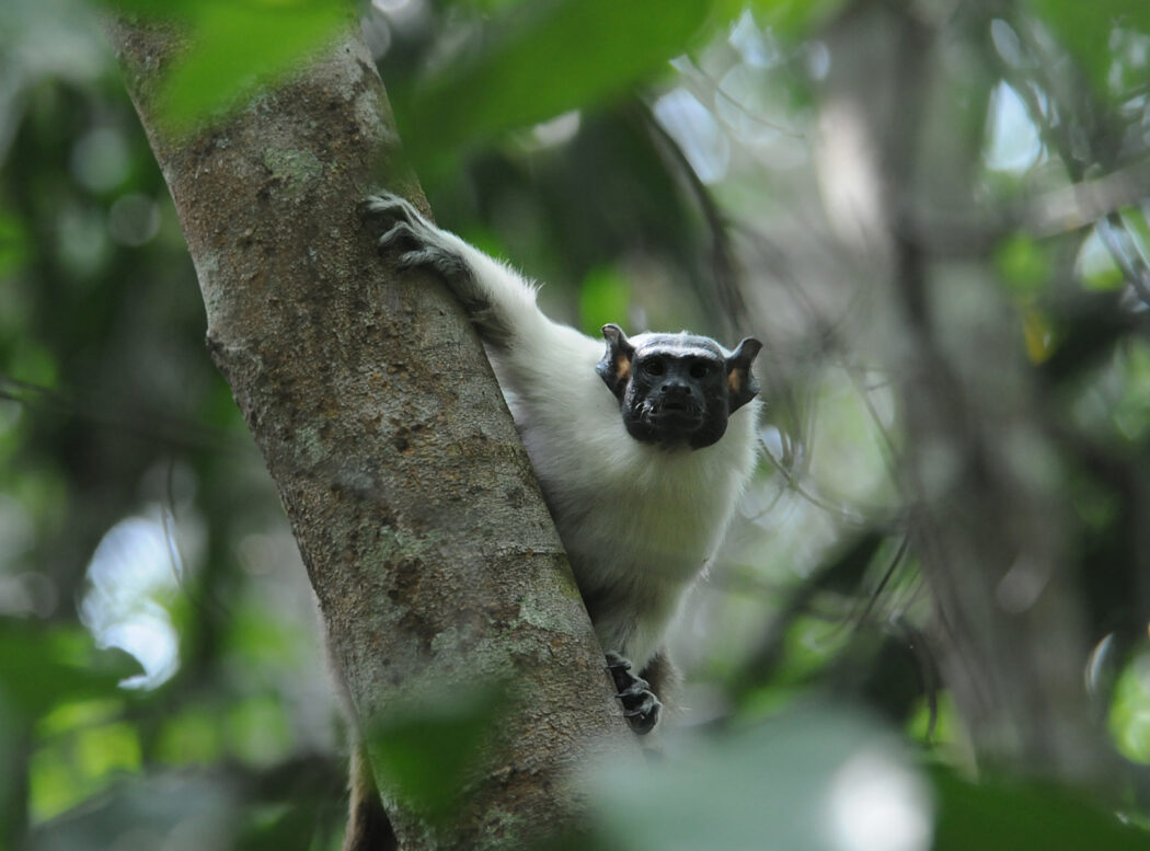 Pied Tamarin in Amazonas Brasil