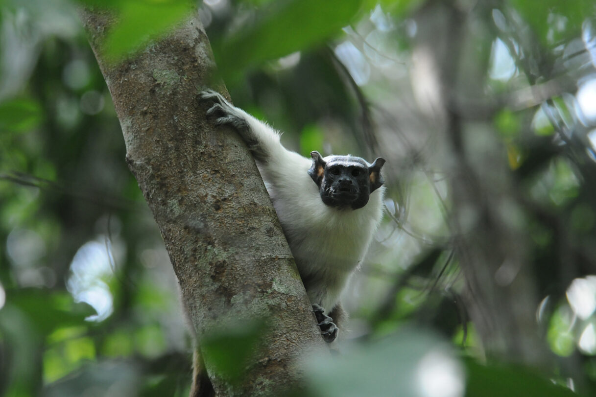 Pied Tamarin in Amazonas Brasil