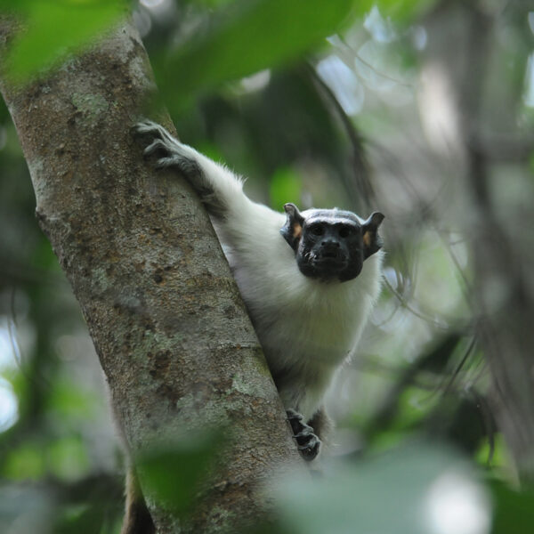 Pied Tamarin in Amazonas Brasil