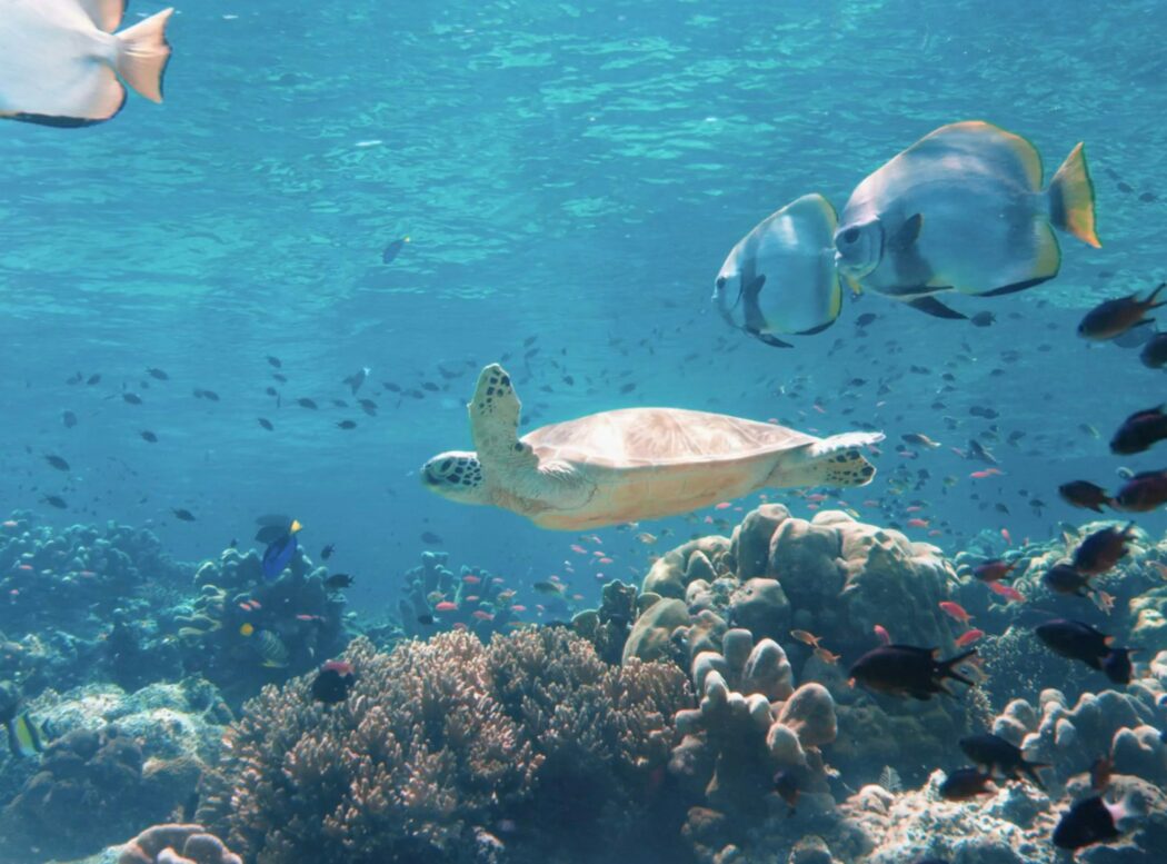 Ocean ecosystem