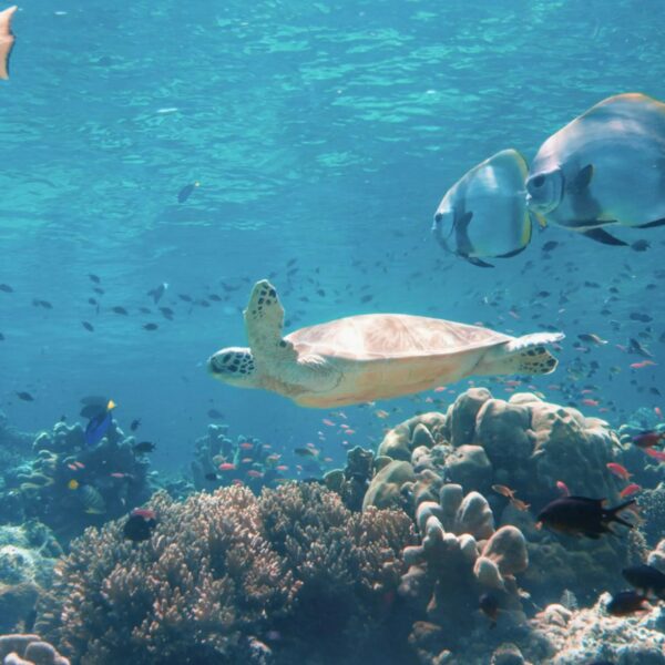Ocean ecosystem