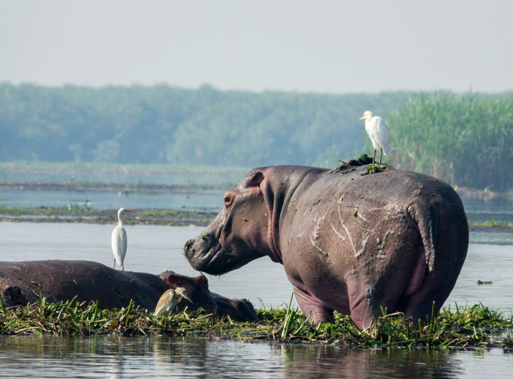 wietse-jongsma-rhino