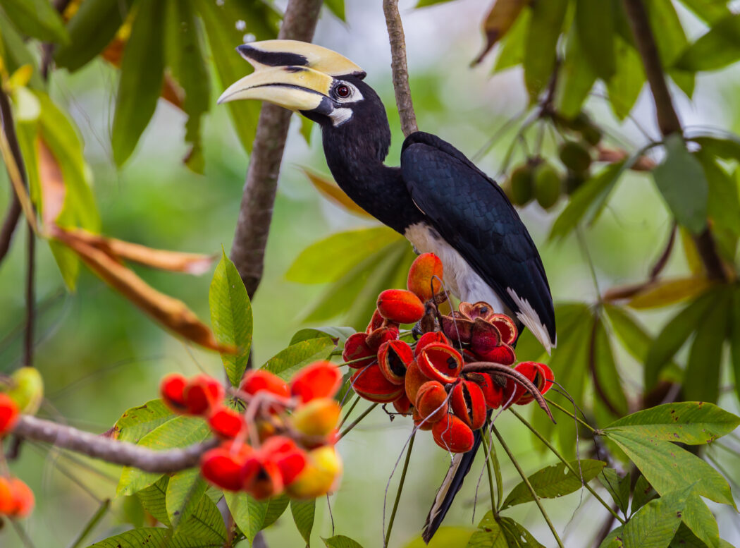 Hornbill