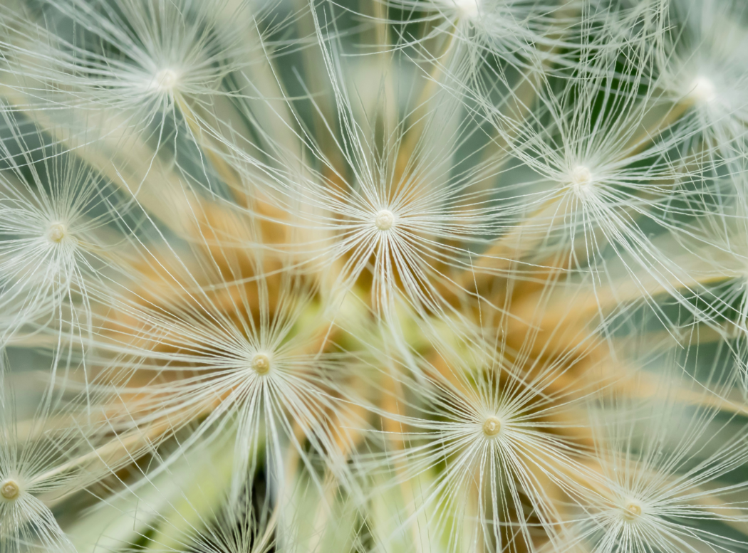 Close up of a dandelion