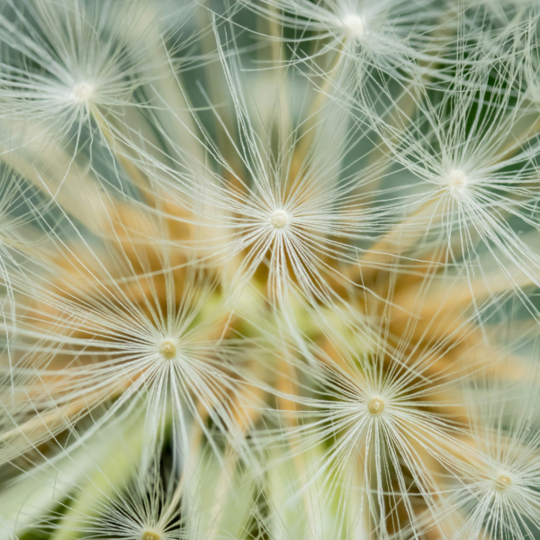 Close up of a dandelion